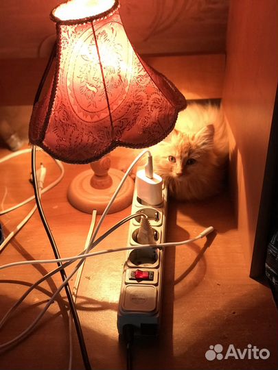 Пушистый рыжий котенок девочка