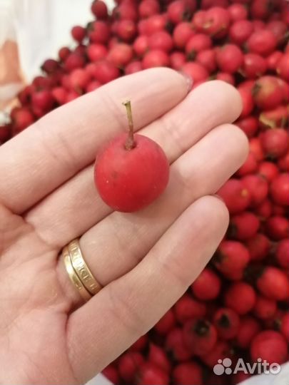 Боярышник крупноплодный плоды