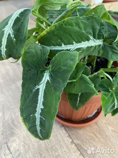 Сингониум вендланда