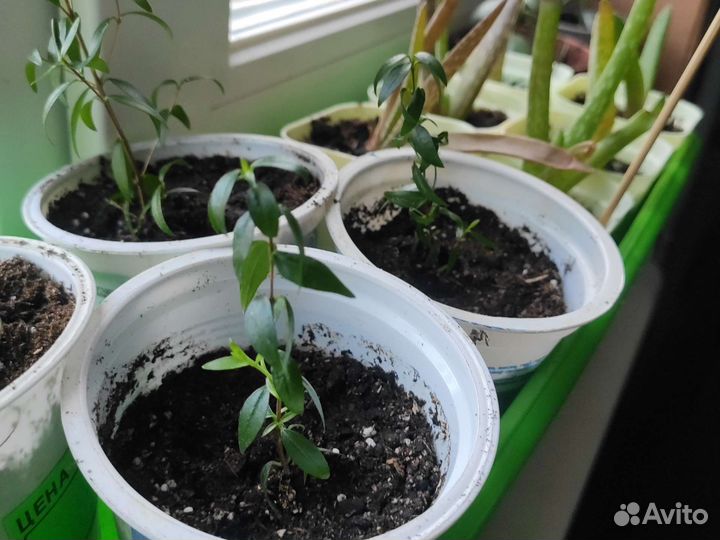 Отводки мирта