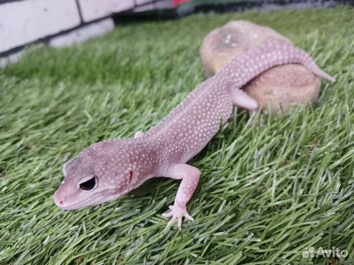 Гекон Эублефар