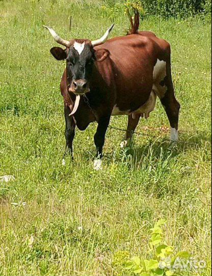 Корова дойная