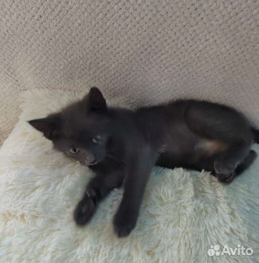 Кошечка, 1 мес., в добрые руки