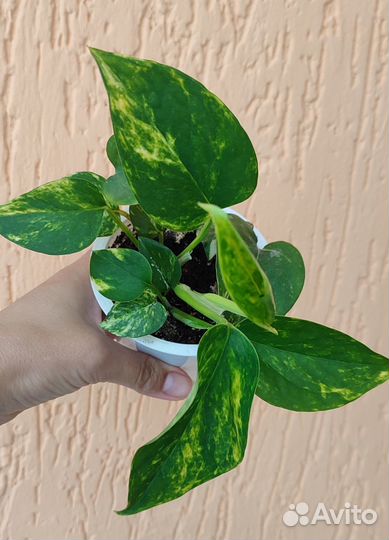 Сциндапсус