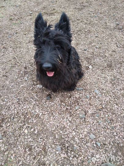 Передержка собак