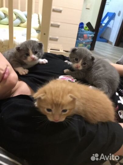 Котята в добрые руки бесплатно