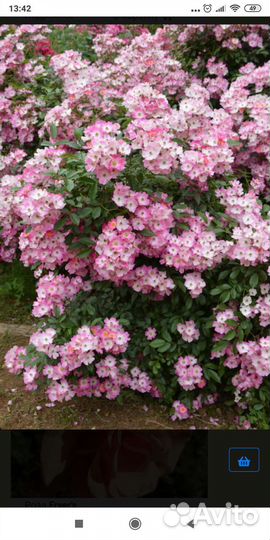 Саженцы роз шрабы / большие кустовые/полуплетистые