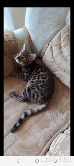 Бенгальский кот вязка
