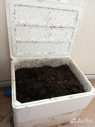 Червь Старатель. Маточная семья