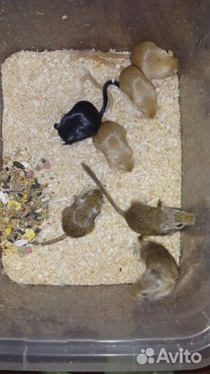 Мышь песчанка