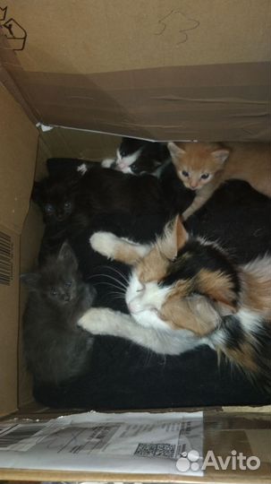 Котята