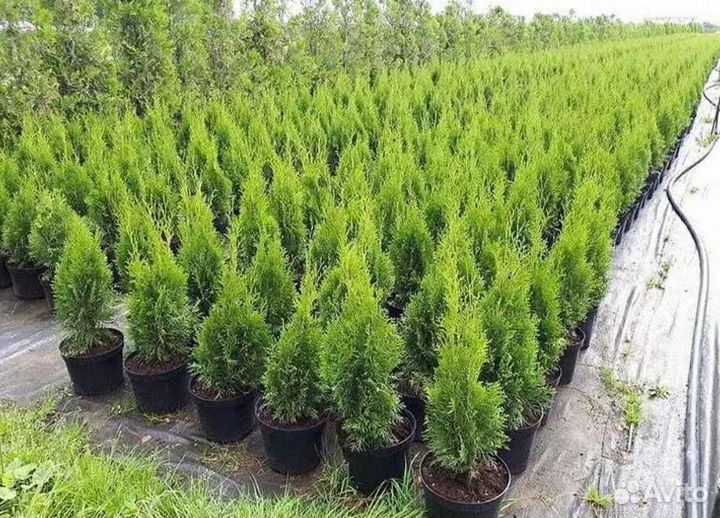 Туя смарагд