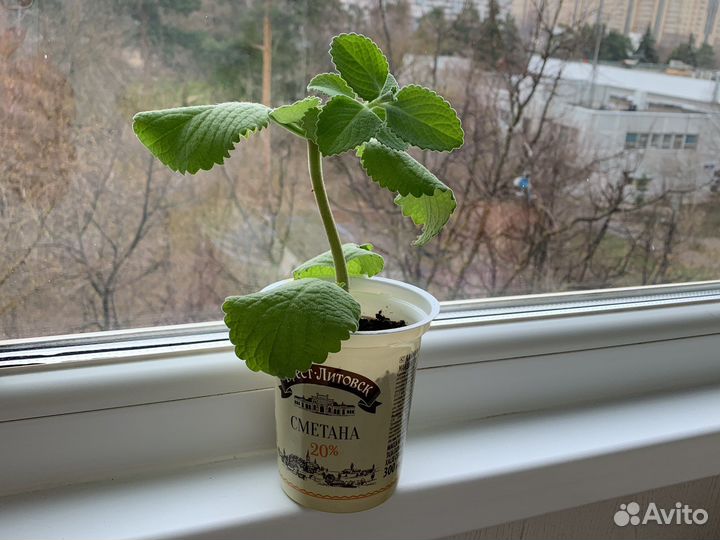 Комнатное растение Мята