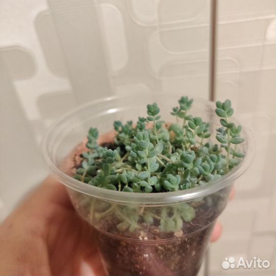 Суккуленты седум дасифиллюм