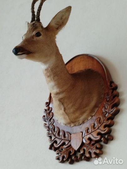 Чучело головы косули
