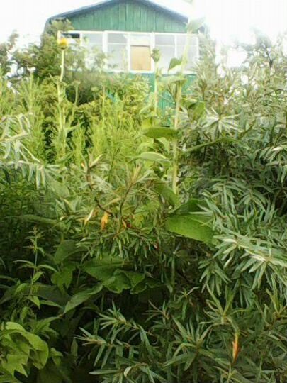 Дача 20 м² на участке 4 сот.