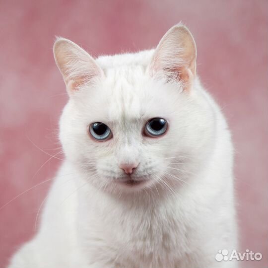 Кошка Пуня в дар, в добрые руки