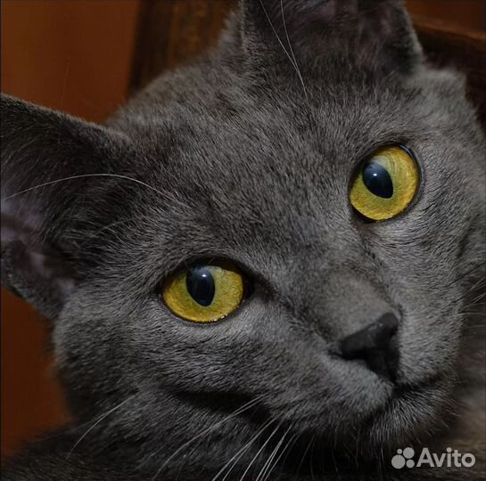 Кошка в добрые руки