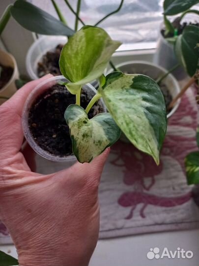 Комнатные растения цветы