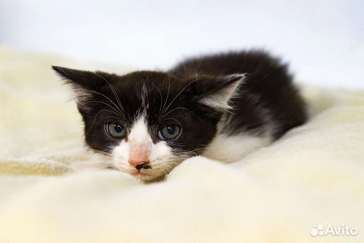 Кошки в добрые руки бесплатно