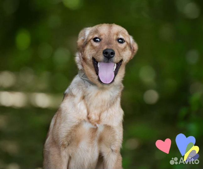 Щенок Истра, 8 мес., милая и нежная