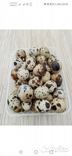 Яйца перепелиные инкубационное