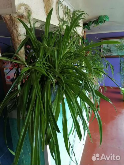 Хлорофитум