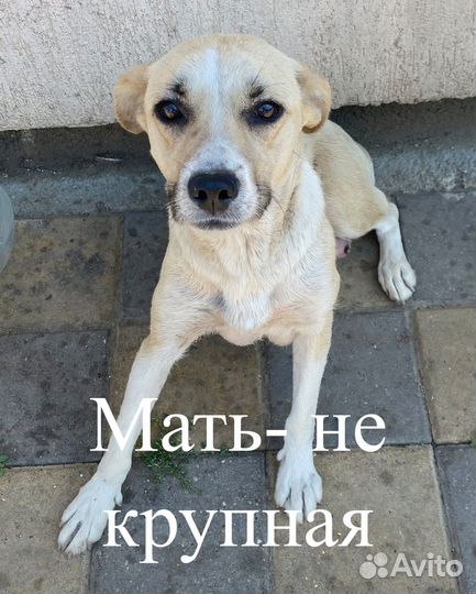 Щенята в добрые руки