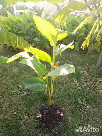 Редкие растения для сада