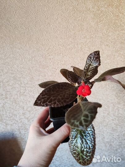 Комнатные цветы эписция