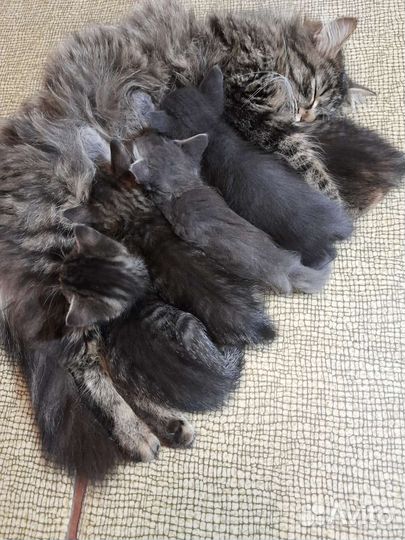 Котятки от сибирской кошки