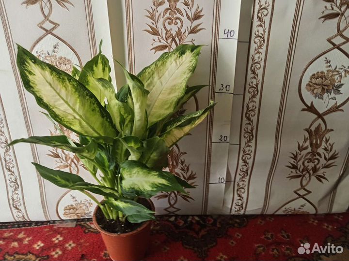 Комнатные цветы Арека, Хамедорея