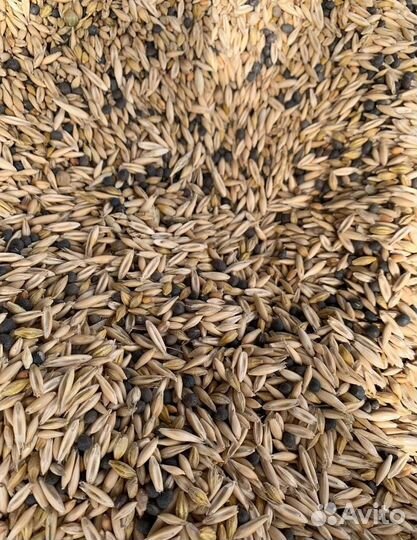 Кормовая кукуруза, Пшеница яровая на корм/посев