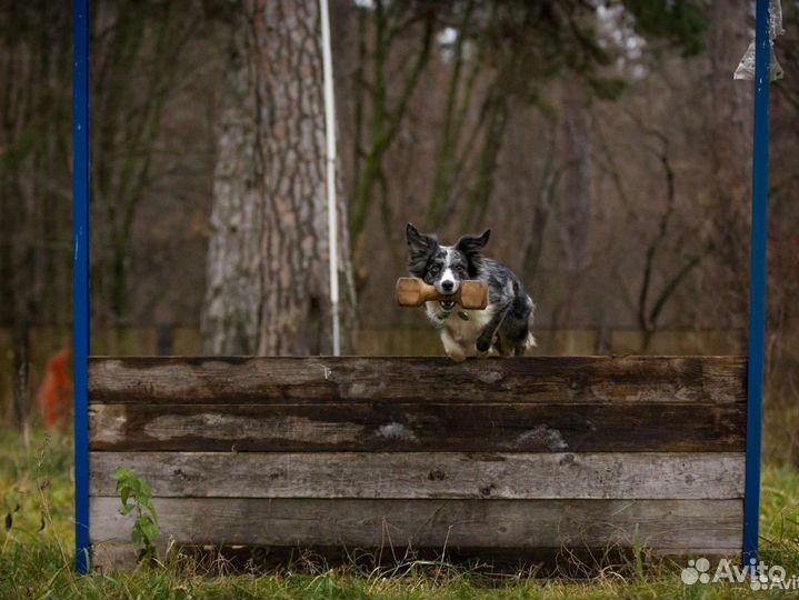 Услуги кинолога