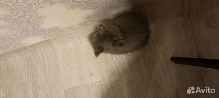 Кошечку в добрые руки