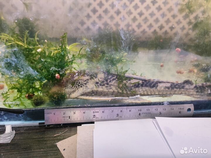 Растения рыбки