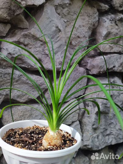 Бокарнея нолина