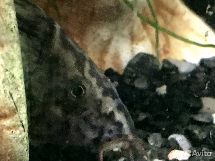 Боция мраморная