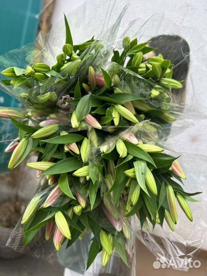 Лилия крупная срезка