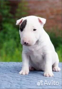 Миниатюрный бультерьер щенки