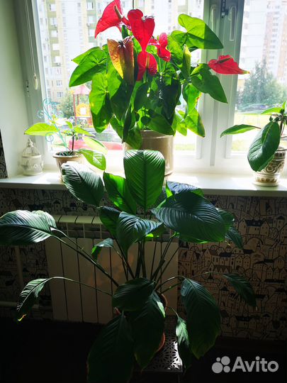 Продажа комнатных растений