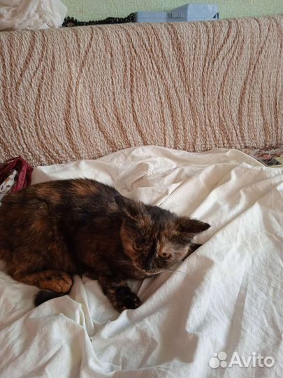 Кошка