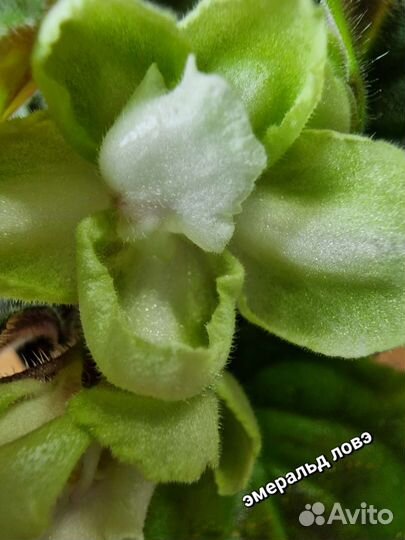 Фиалк сортовые цветущие с названиями сортов