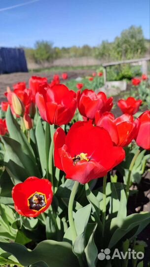 Луковицы тюльпанов