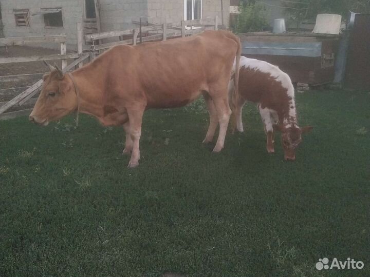 Корова с теленком
