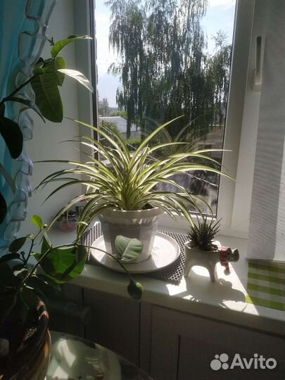 Хлорофитум