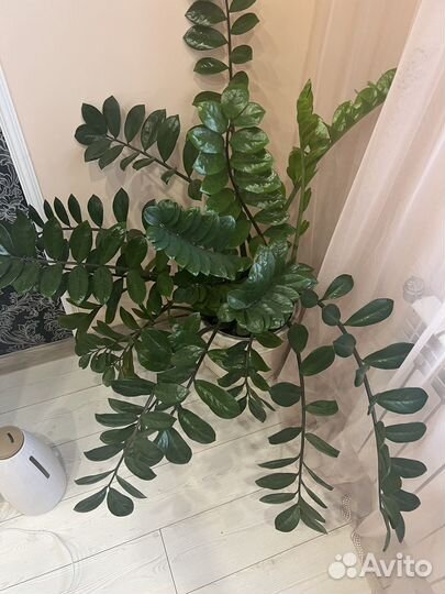 Замиокулькас