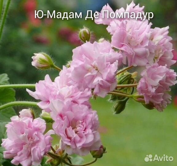 Пеларгонии сортовые часть 4