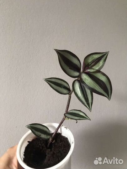 Традесканция