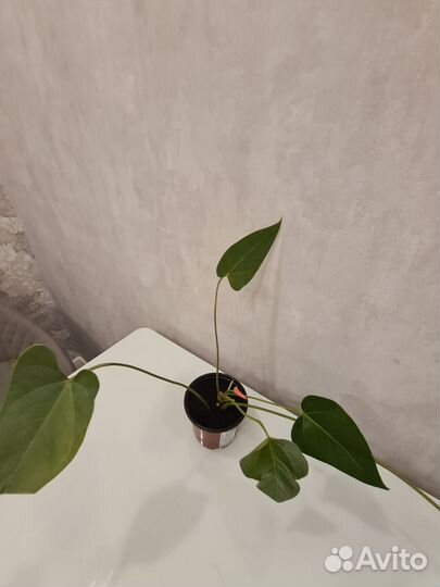 Антуриум мужское счастье